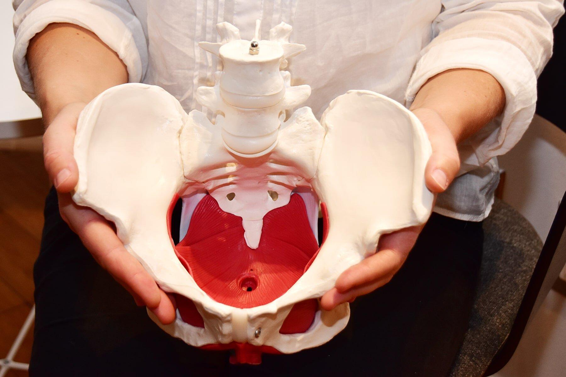 Pelvic Health Physiotherapy Complete Chiropractic And Sports Therapy